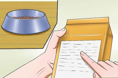 How to Care for Maltipoos