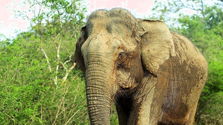 Man Accused of Death of Pregnant Elephant, Who Ate Firecrackers in Pineapple, Surrenders After 1.5 Years