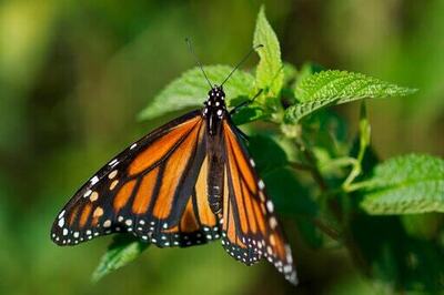 Endangered-species Decision Expected On Beloved Butterfly