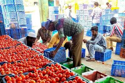 Costing More Than a Litre of Petrol, Why Tomato Prices are at All-Time High | Kolar Ground Report