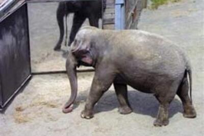 An elephantine orphanage in Assam