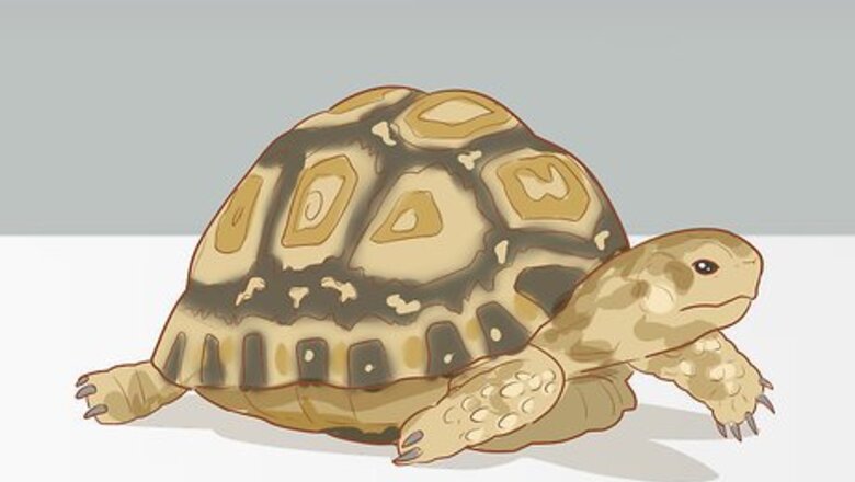 How to Care for a Leopard Tortoise