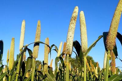 6 Mighty Millets To Add To Your Daily Routine