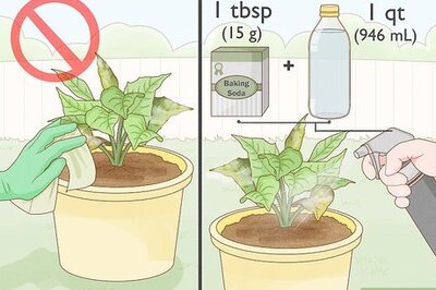 The Best Ways to Treat & Prevent Mold on Houseplants