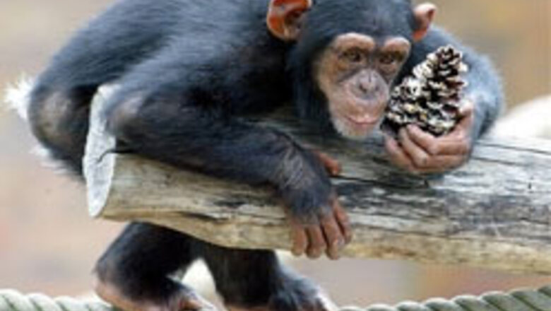 Ancient chimps may have used hammers