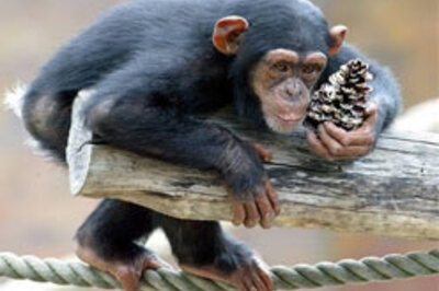 Ancient chimps may have used hammers
