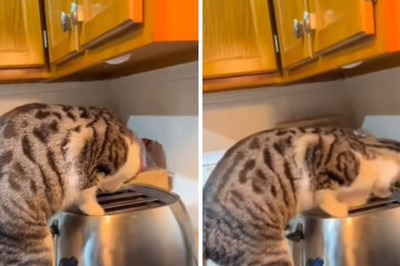 Woman Thought Her Cat Was Playing With The Toaster But Then This Happened