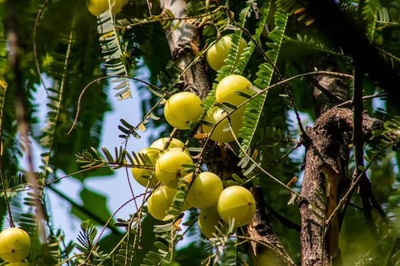 Immunity Booster To Glowing Skin, 6 Health Benefits Of Amla In Winter