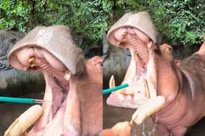 Video Of Man Cleaning Giant Hippo’s Teeth Viral, Internet Calls It ‘Adorable’
