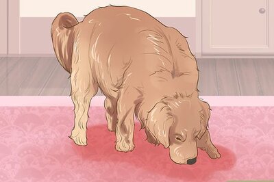 How to Diagnose Behavioral Dysfunction in Senior Dogs