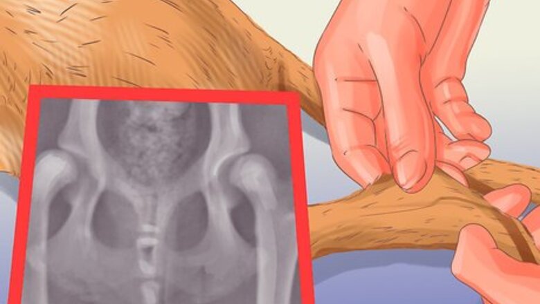 How to Manage Aggression in Older Dogs