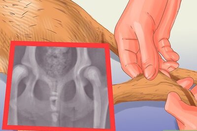 How to Manage Aggression in Older Dogs