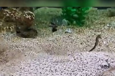 Watch: Flounder Fish Lies Motionless, Camouflaged Until ...