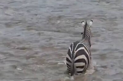 Heart-Stopping Video of Zebras Crossing Crocodile-Infested River
