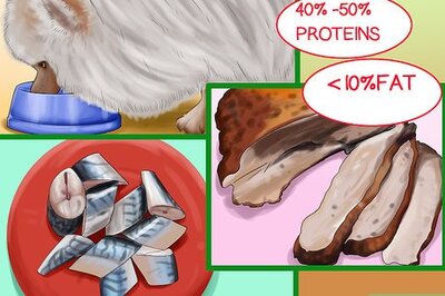 How to Choose All Natural Pet Food for Pomeranians