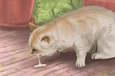 How to Treat a Poisoned Cat