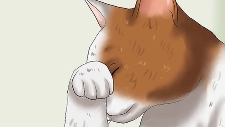 How to Diagnose Feline Glaucoma