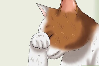 How to Diagnose Feline Glaucoma