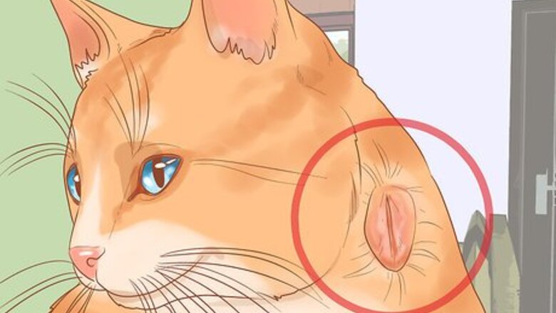 How to Treat Fight Wounds on a Cat