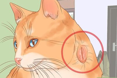 How to Treat Fight Wounds on a Cat