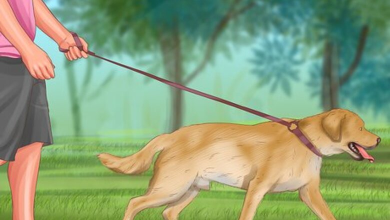 How to Have a Fun Weekend With Your Dog
