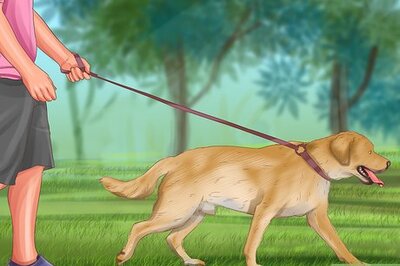 How to Have a Fun Weekend With Your Dog