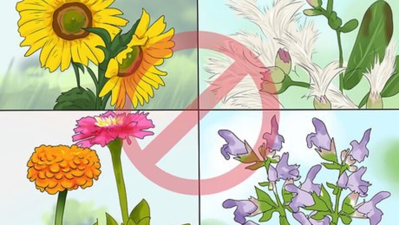 How to Deal with Ragweed Allergy