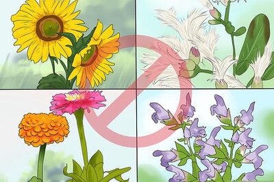 How to Deal with Ragweed Allergy