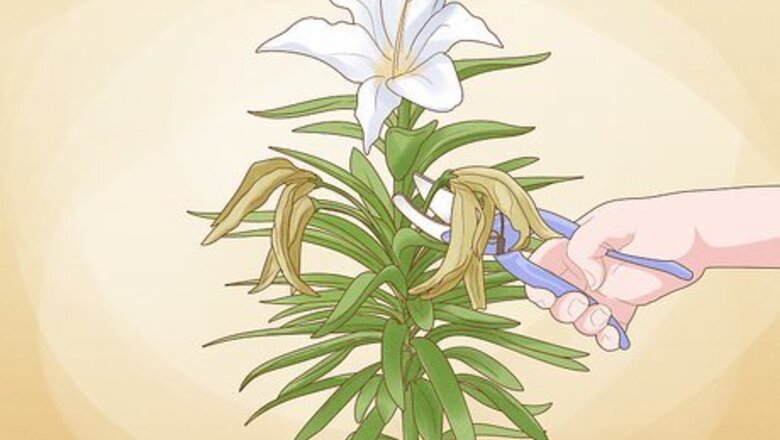When & How to Prune Lilies for Healthy, Happy Blooms