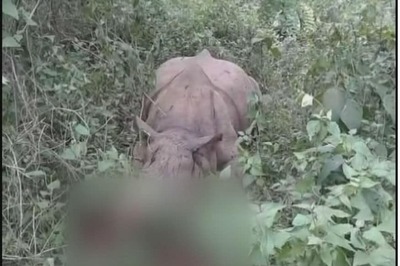 Poachers Kill Fourth Rhino in Kaziranga This Year, Decamp With Horn