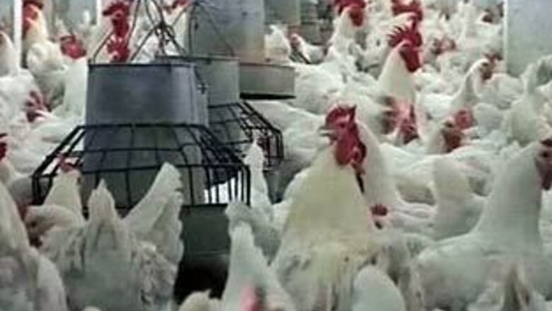 Chickens peck fox to death in Britain