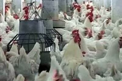 Chickens peck fox to death in Britain