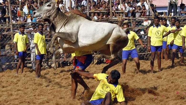 Jallikattu Held in Madurai Village to Protest ban
