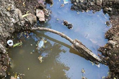 Maharashtra: What steps taken to prevent dengue and swine flu, asks Bombay HC