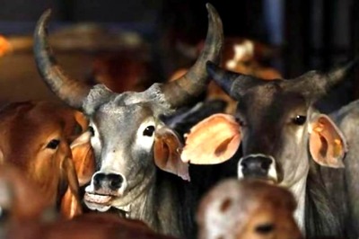 Bengaluru Woman Alleges She Was Attacked for Reporting Illegal Cow Slaughter