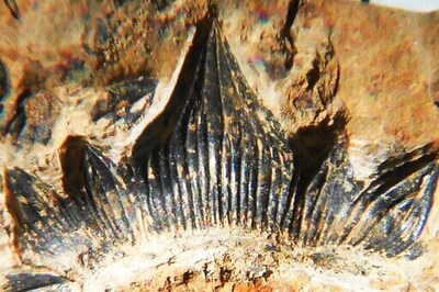 ‘Godzilla’ Shark Discovered In New Mexico Gets Formal Name