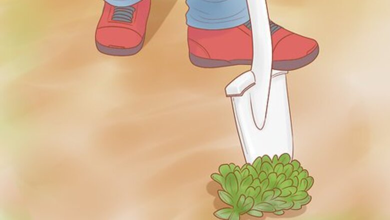 How to Divide Sedum