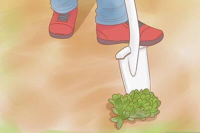 How to Divide Sedum