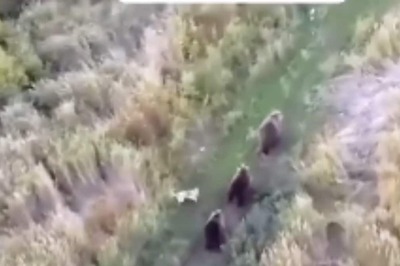 Watch: Pet Parents Search For Missing Husky Using Drone Only To Find Him Playing With Bears