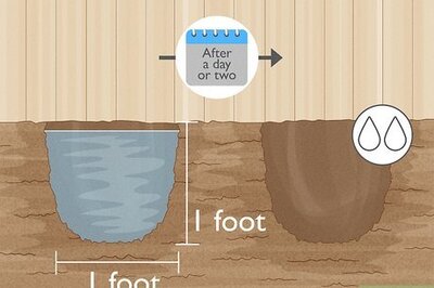 How to Grow Pomegranates from Seed: Your Questions Answered