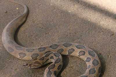 Russell’s Viper Fear Grips Bangladesh After Rise In Snake Bite Cases