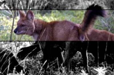 Tadoba-Andhari Tiger Reserve hit by poaching