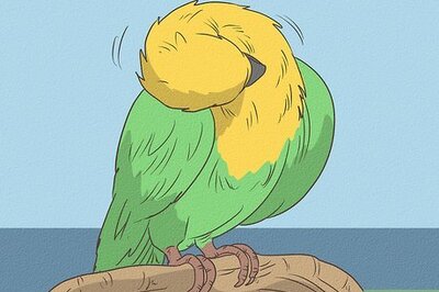 Getting Rid of Budgie Mites: Care, Symptoms & More