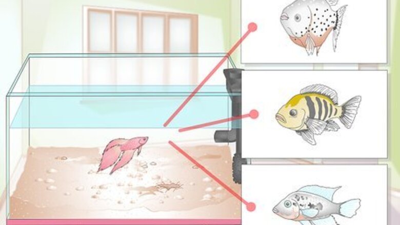 How to Buy Fish for an Aggressive Freshwater Aquarium