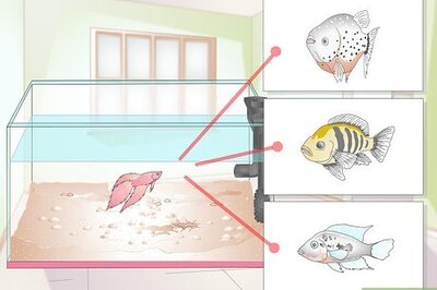 How to Buy Fish for an Aggressive Freshwater Aquarium