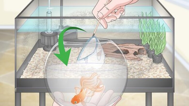 How to Clean a Goldfish Tank