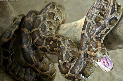 Chinese student held for trying to raise nine pythons at home