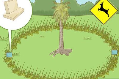 How to Stop Deer from Eating Your Plants and Trees with Soap