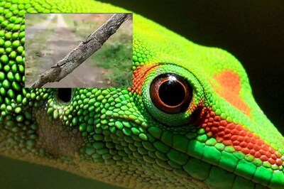 How Many Camouflaged Animals Can You Spot in These Images?