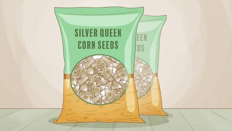 How to Grow Silver Queen Corn